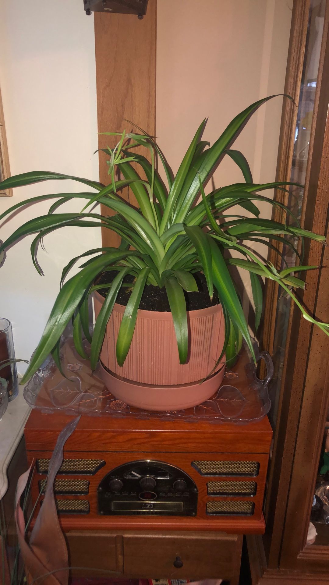 Large Spider Plant