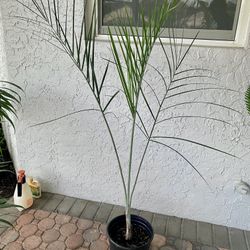 Buccaneer palm, Pseudophoenix sargentii