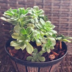 Aeonium Kiwi Succulent

