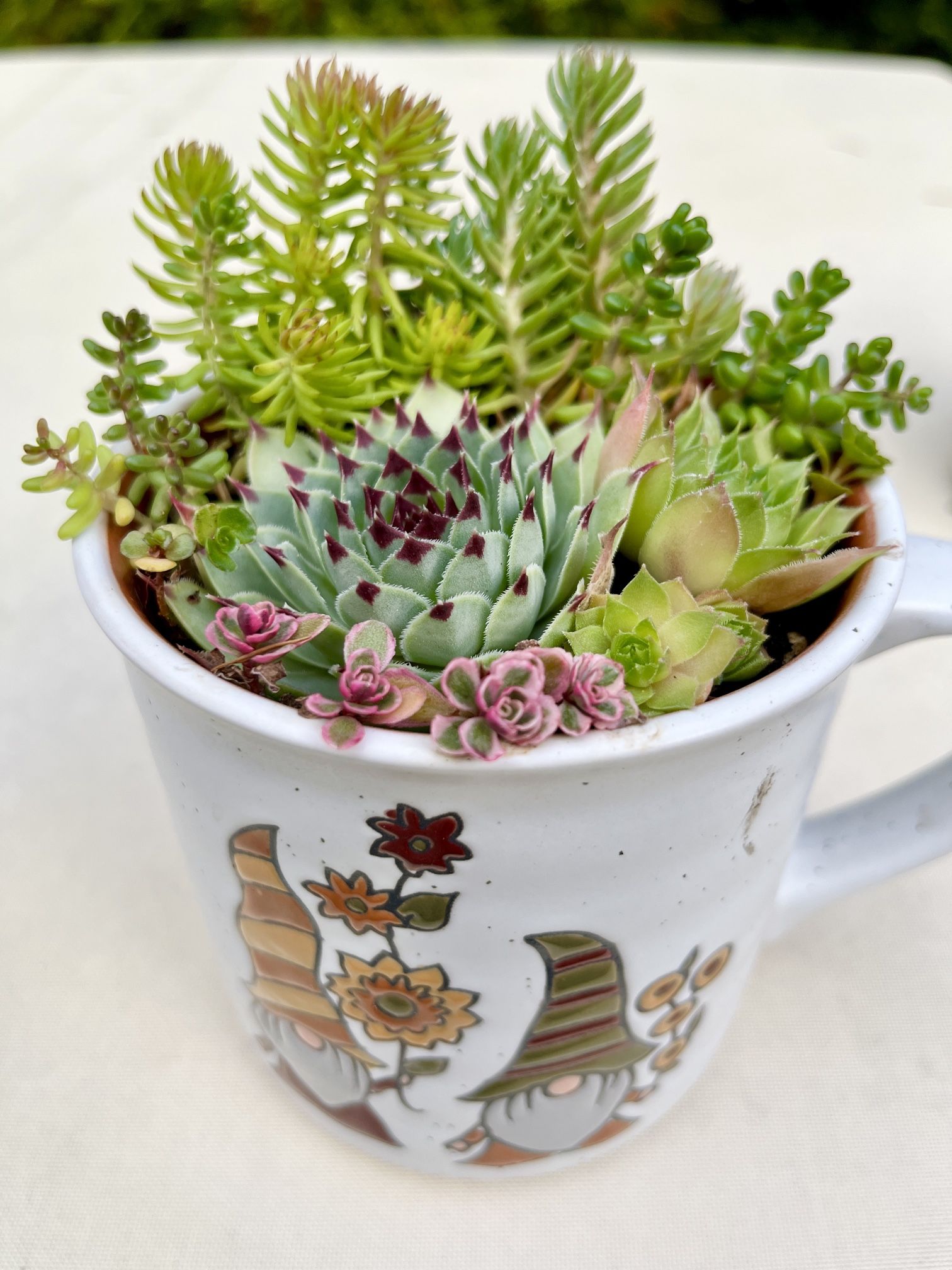 Outdoor Succulents in a Mug. Sammamish, Beaver Lake
