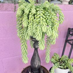 Donkeys Tail Outdoor Plant