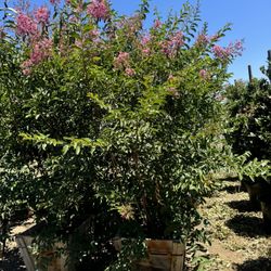 Multi Trunk 25gal Crape Myrtle 