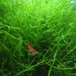 Red Cherry Shrimp & Java Moss