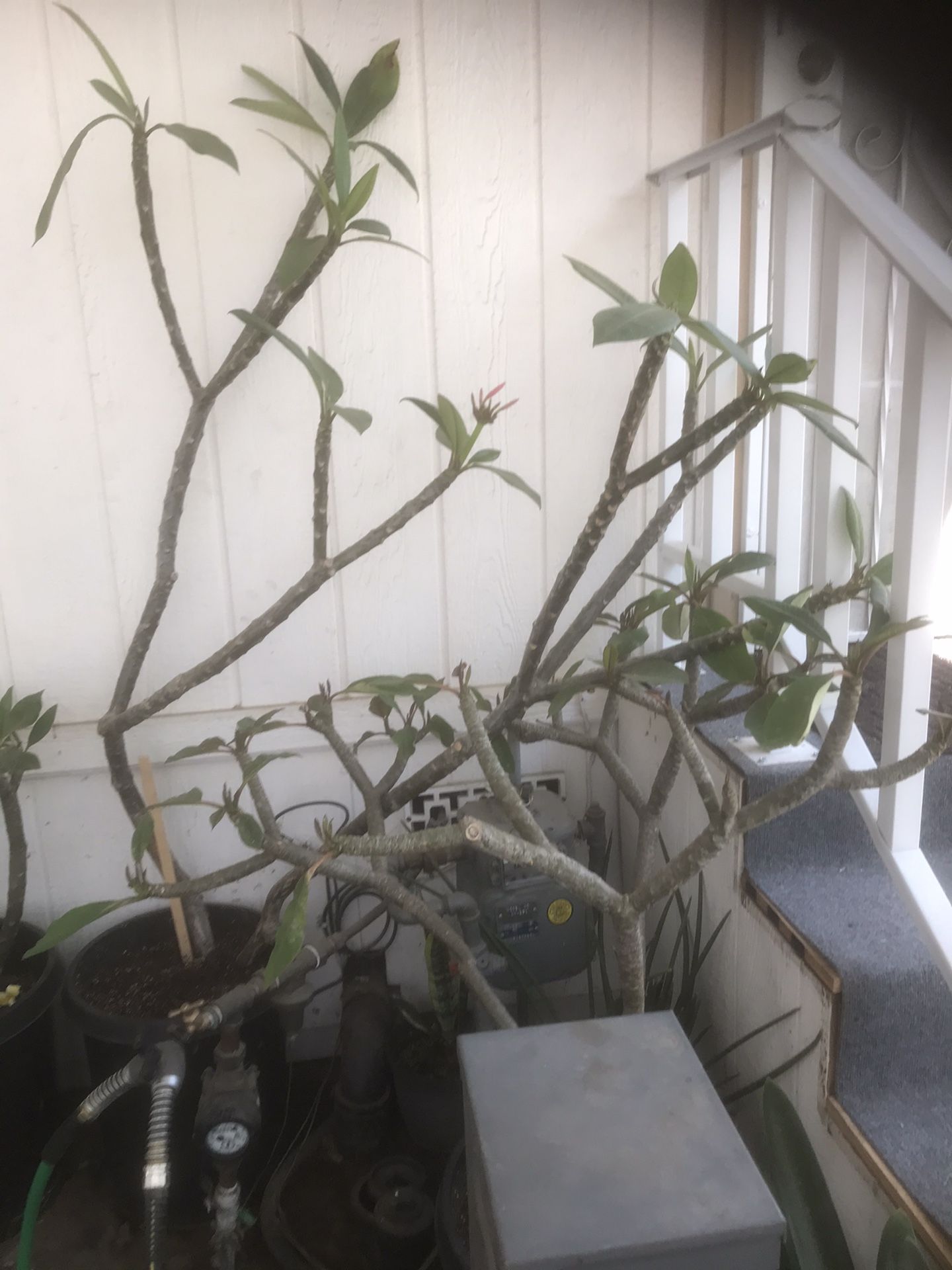 Plumeria 25 years old 2 in pots 6 ft tall and 4 ft tall