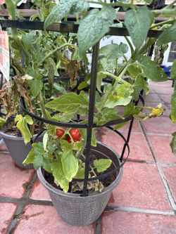 Tomato