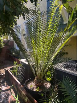 Encephalartos ituriensis cycad