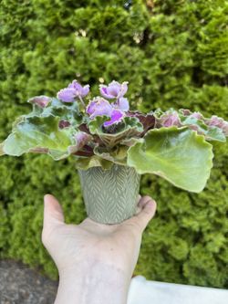 African Violet. Sammamish, Beaver Lake 