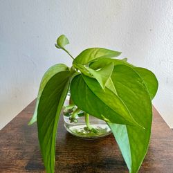 Pothos plant multiple cutting clippings houseplant water