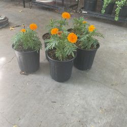 Marigold Plants