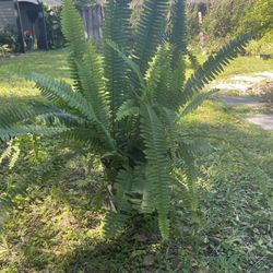 Fern Plant $5