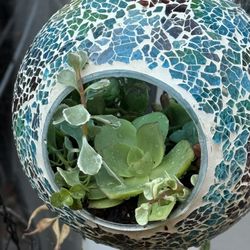 Succulents in Glass Mosaic Hanging Planter
