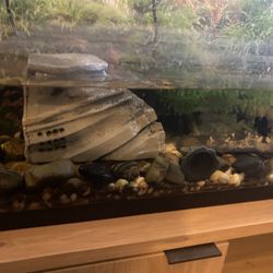 Aquarium and Table 