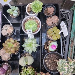 PLANT SALE TODAY SATURDAY IN SAN LORENZO  NOON TIL 4PM