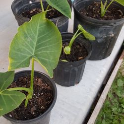 ELEPHANT EAR PLANTS ,HOJA DE ELEFANTE $5.00 AND $10.00