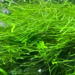 Aquarium Plants -java moss, red rotala,hygrofila 