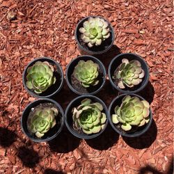 Plant $5 each