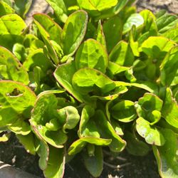 Malabar Spinach Plant