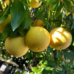 Organic grapefeuit Fruits
