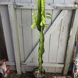 Euphorbia Ampliphylla