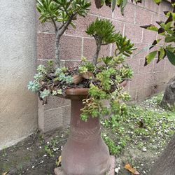 Bird Bath (planter includes Plants)