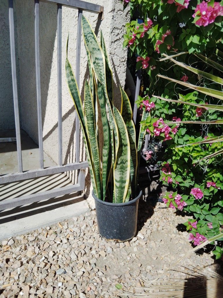 Snake Plant