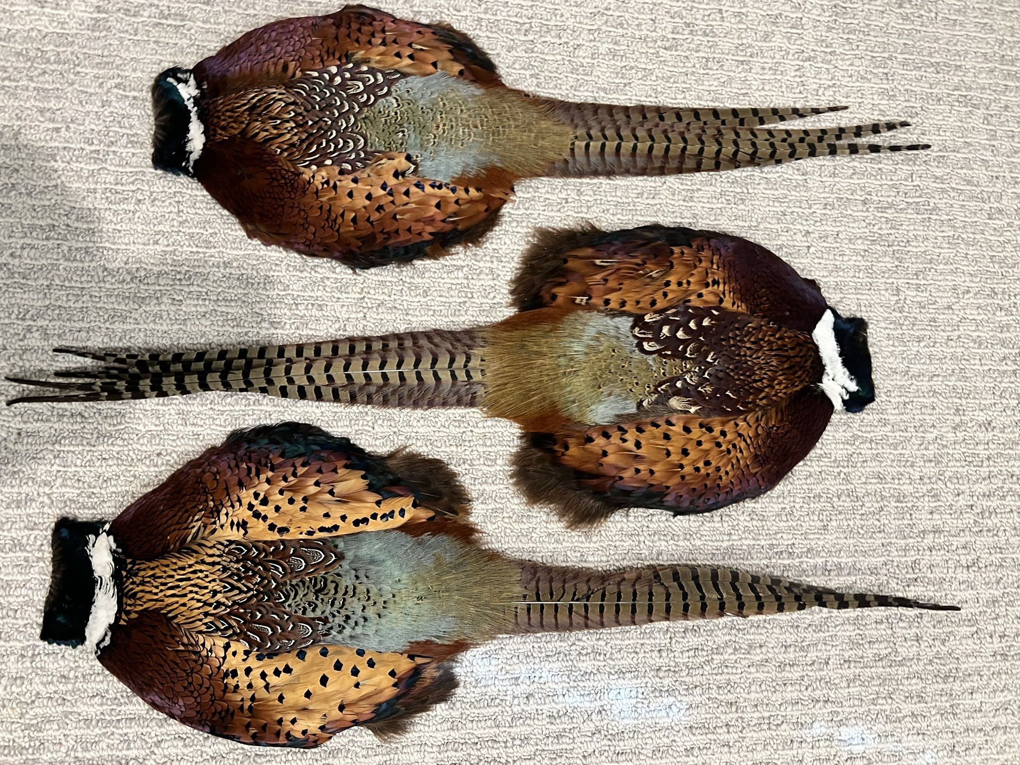 South Dakota Pheasant Pelts