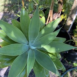 Blue Agave 20 And Mango  20  And More 