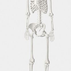 GREAT HALLOWEEN DECOR FOR SALE!!!  MOVING MUST SELL ASAP! Several 5ft Multi Pose-N-Stay Poseable Lifesize Skeleton PLUS ASSORTED Halloween Decor