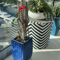 Beautiful Potter Pot For Plants Ceramic 