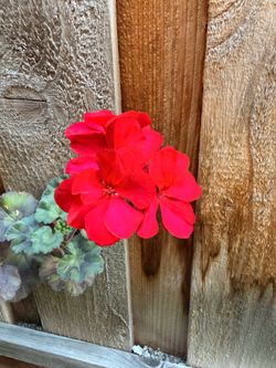 Beautiful Geranium plant