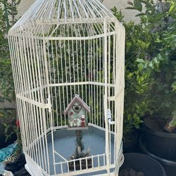 Birds Cage 