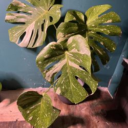 Monstera Thai constellation