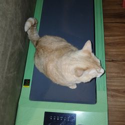 Treadmill 
