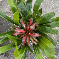 BROMELIAD PLANTS CHRISTMAS ARRANGEMENT 