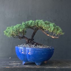 Bonsai Juniper 