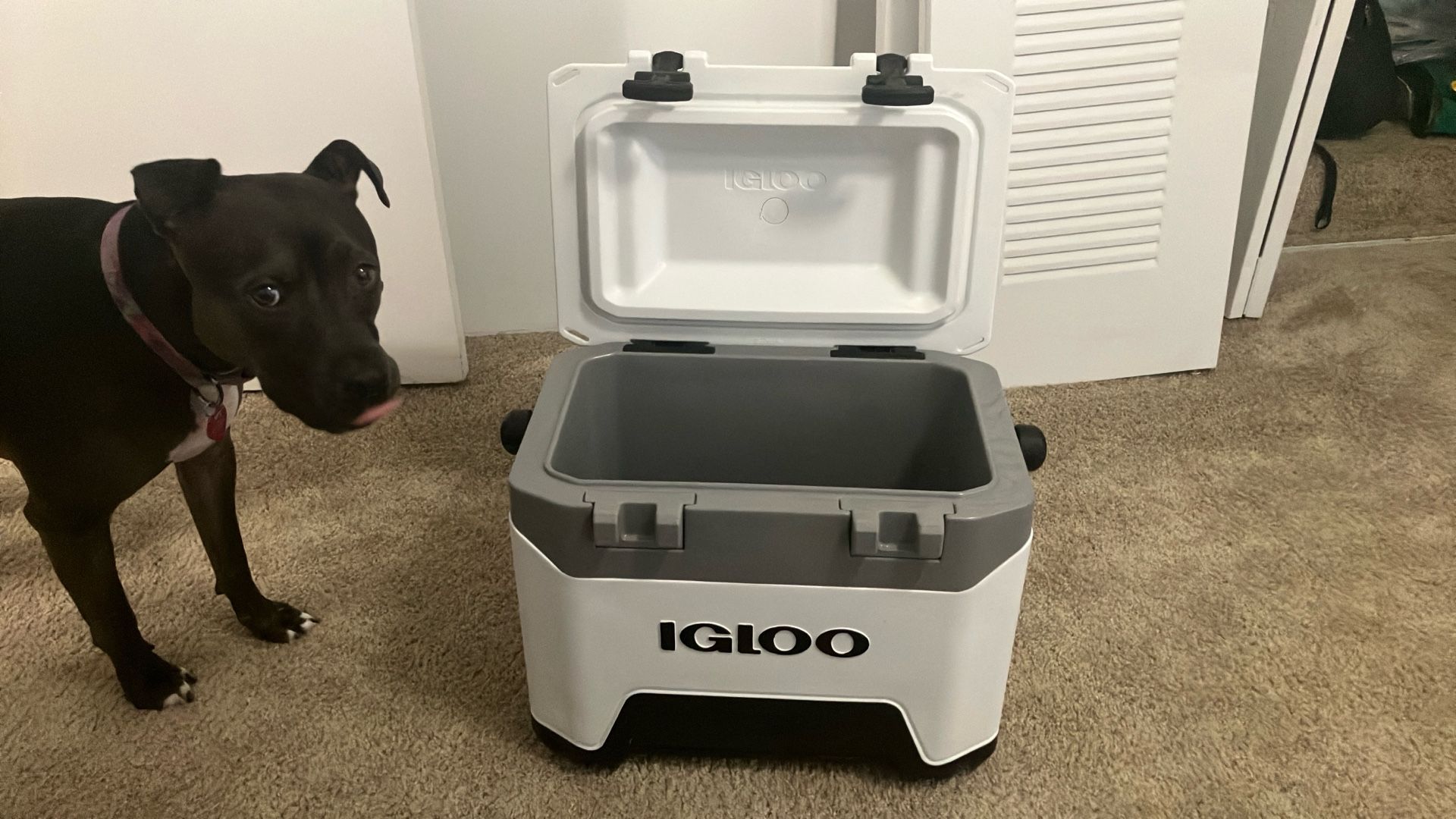 Igloo 25qt Cooler