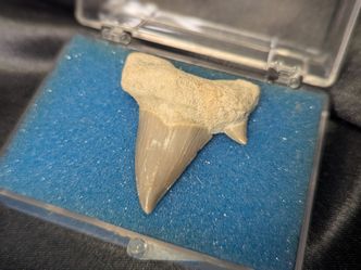 Otodus Obliquus Fossil Shark Tooth - 50-60 Million Years Old with Display Case