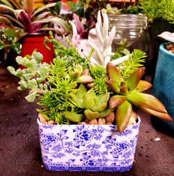 Plants and much more different prices  prices from $10 $ UP Se habla espanol Message Me for address please 