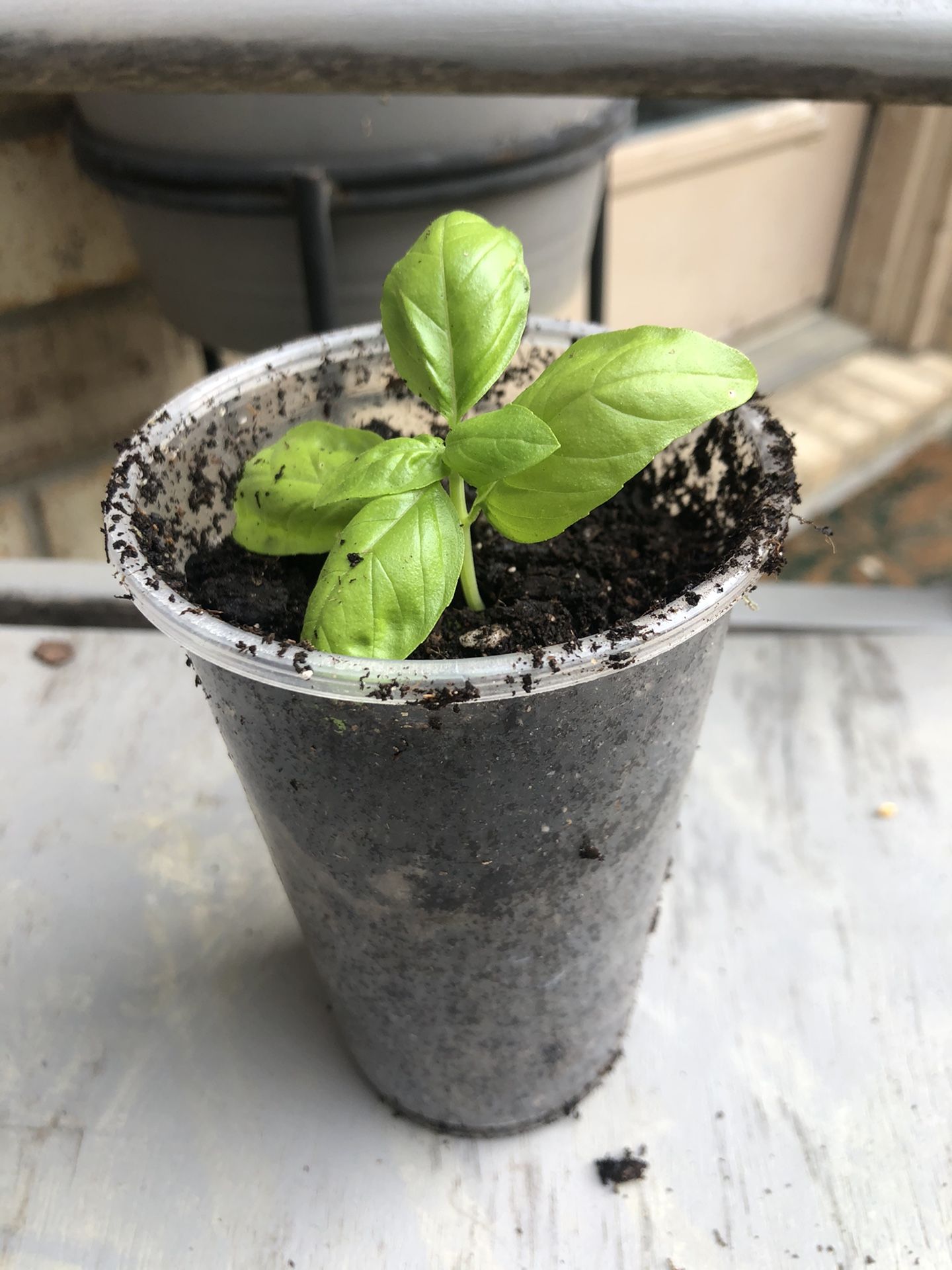 Basil