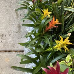 Bromeliads  6 for $65 dollars