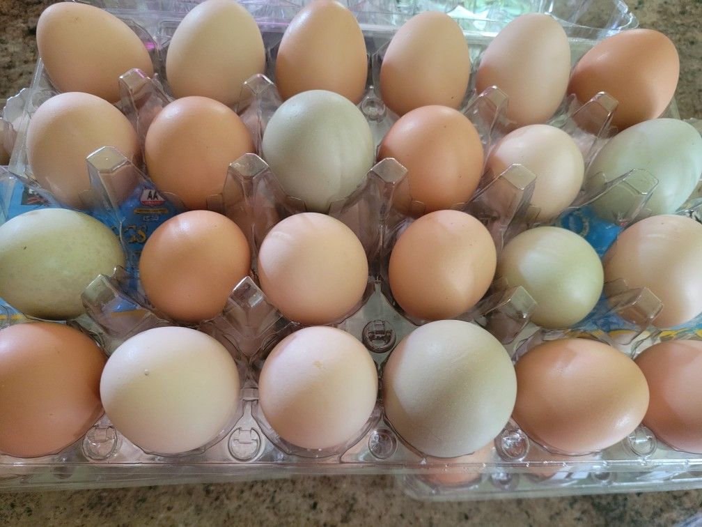 Fresh Chicken Eggs