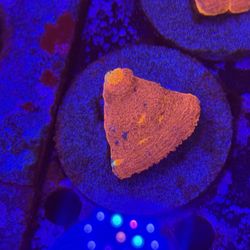 Aquarium Rainbow Chalice 