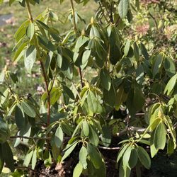Rododendron, Pieris japonica, Oregon grape And David viburnum Bushes