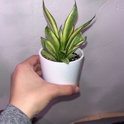 Sansevieria Plant 