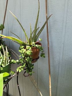 Aloe succulent plant