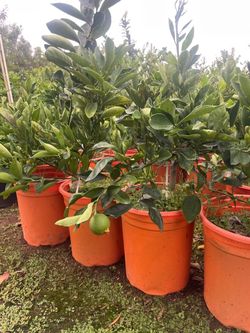 5 Gallon Size- Fruiting Age- Citrus Trees