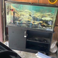 Marine Land 60 Gallon With Stand And Lights