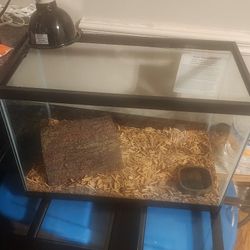 Eastern Box Turtle w/20Gal Tank *BUNDLE SALE*