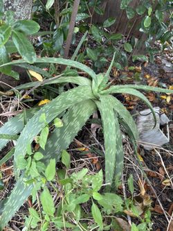 Aloe Plant