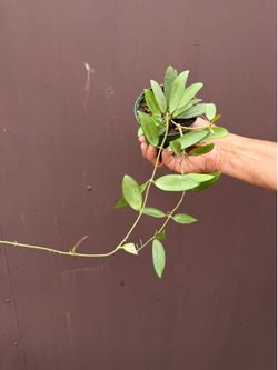 4” xl Hoya silver lady